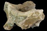 Triceratops Occipital Bone (base of skull) - Montana #100406-3